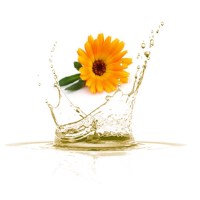 Φυτικό Έλαιο Καλέντουλα